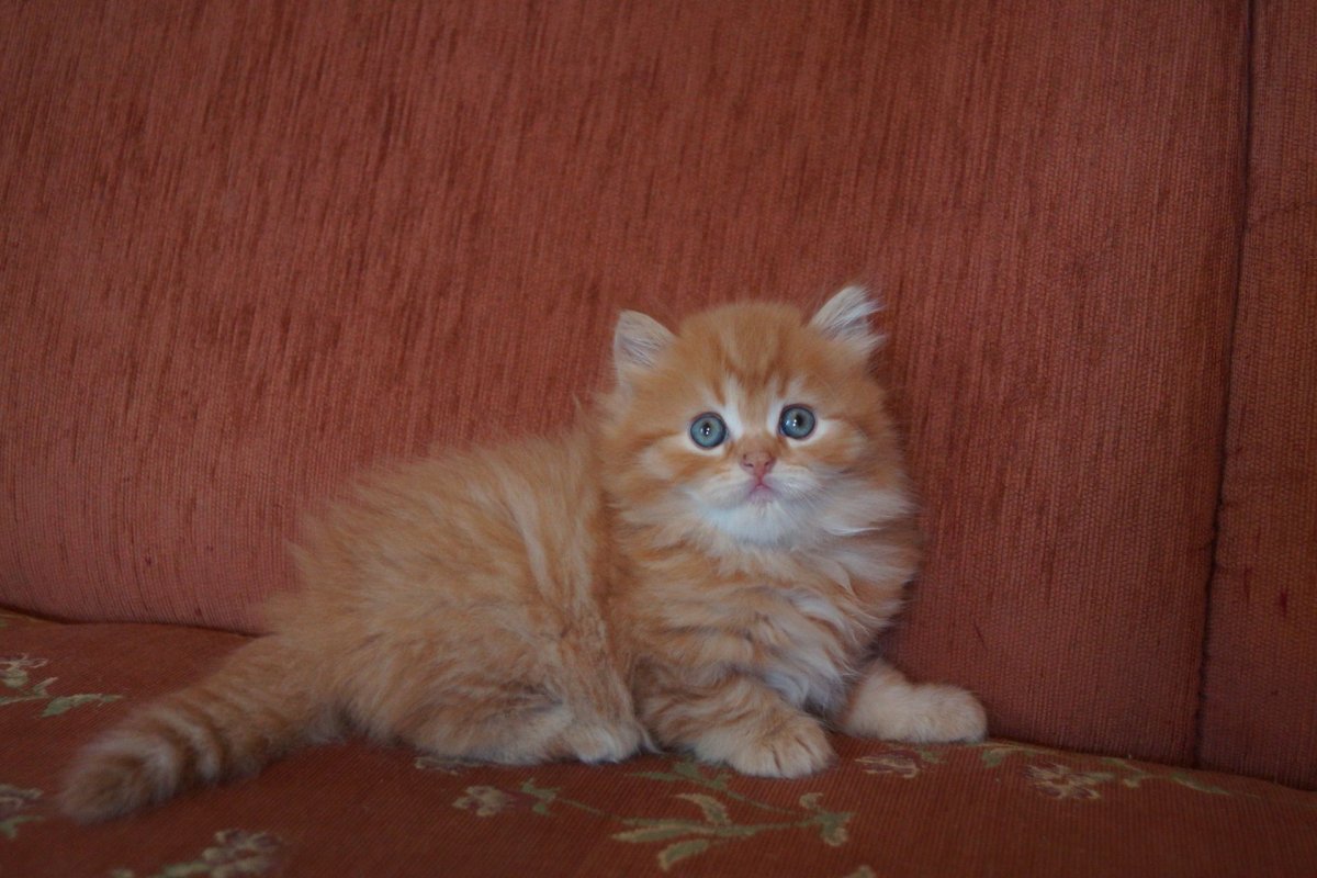 Шотландские котята прямоухие скоттиш страйт пушистый