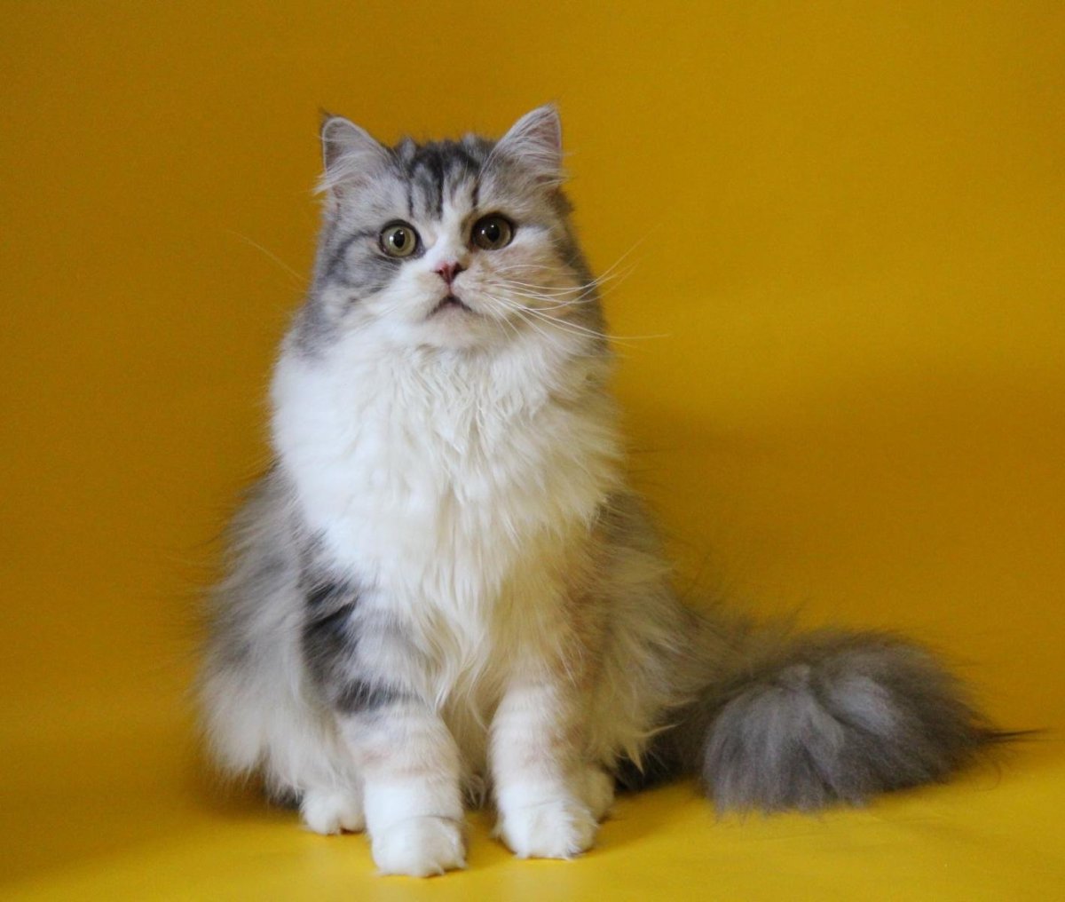 Шотландский хайленд страйт биколор