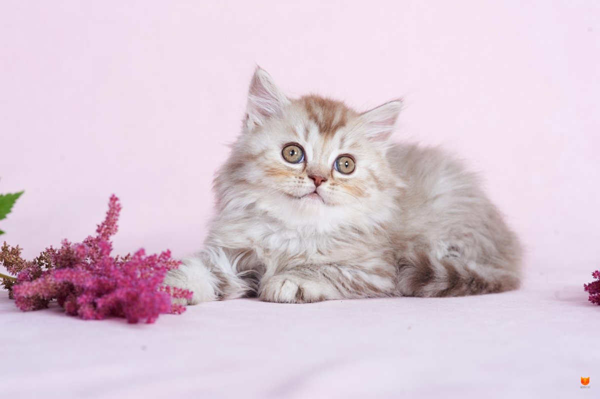 Шотландский хайленд страйт