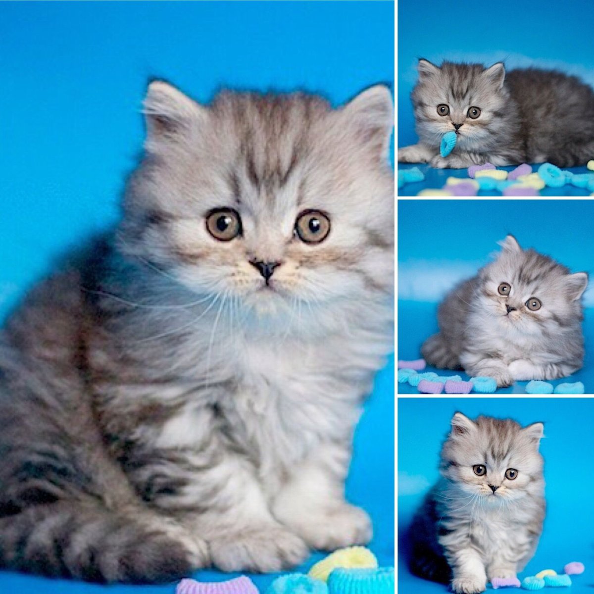 Кошки хайленд страйт рыжий