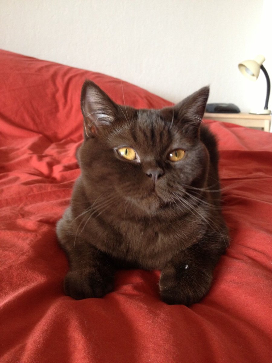 British Shorthair коричневые