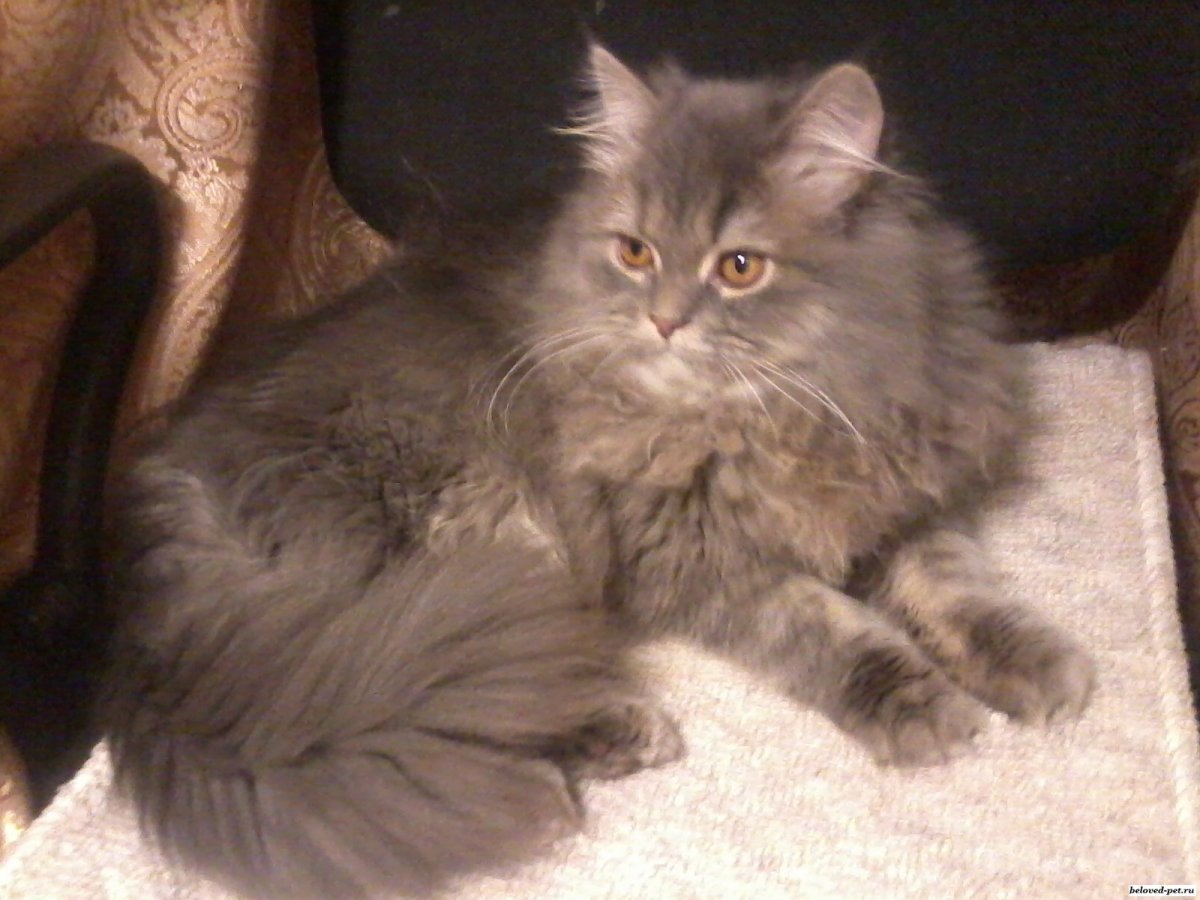 Хайленд-страйт длинношерстная прямоухая фото взрослого