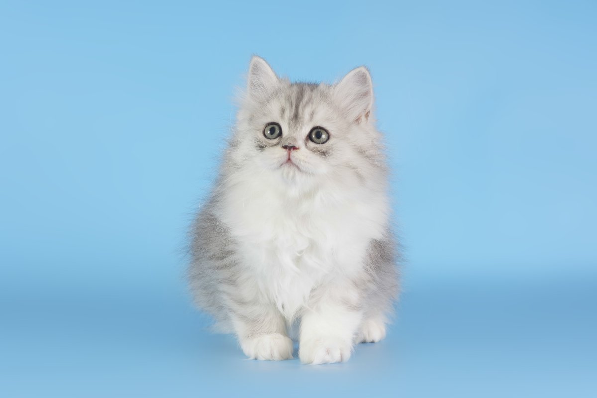 Британская длинношерстная черепаховая