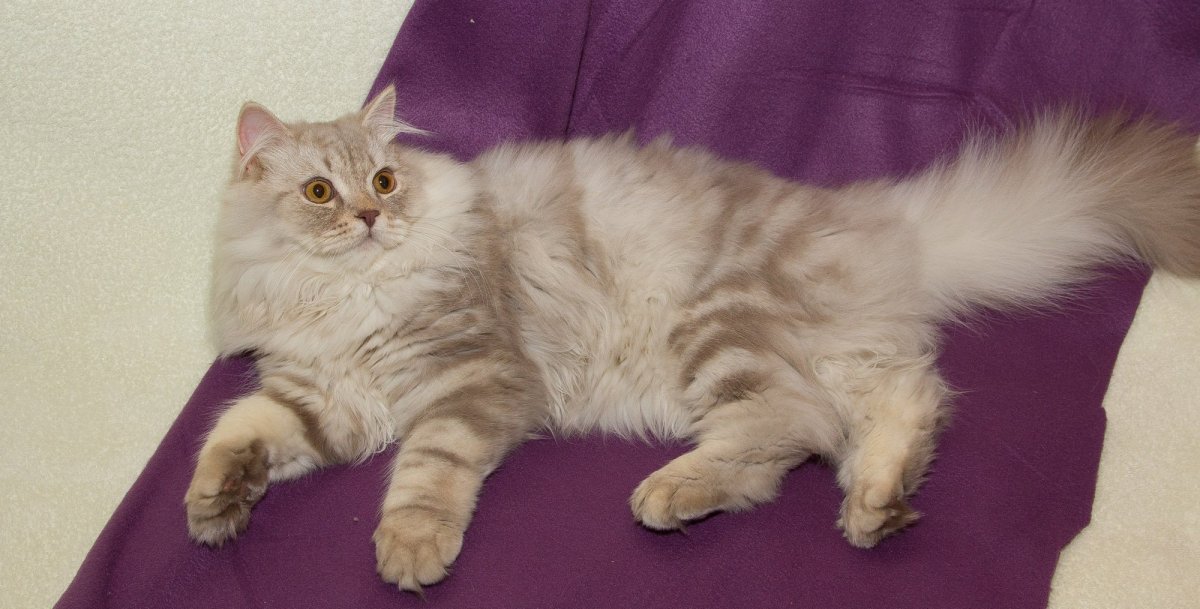 Хайленд страйт дымчатый