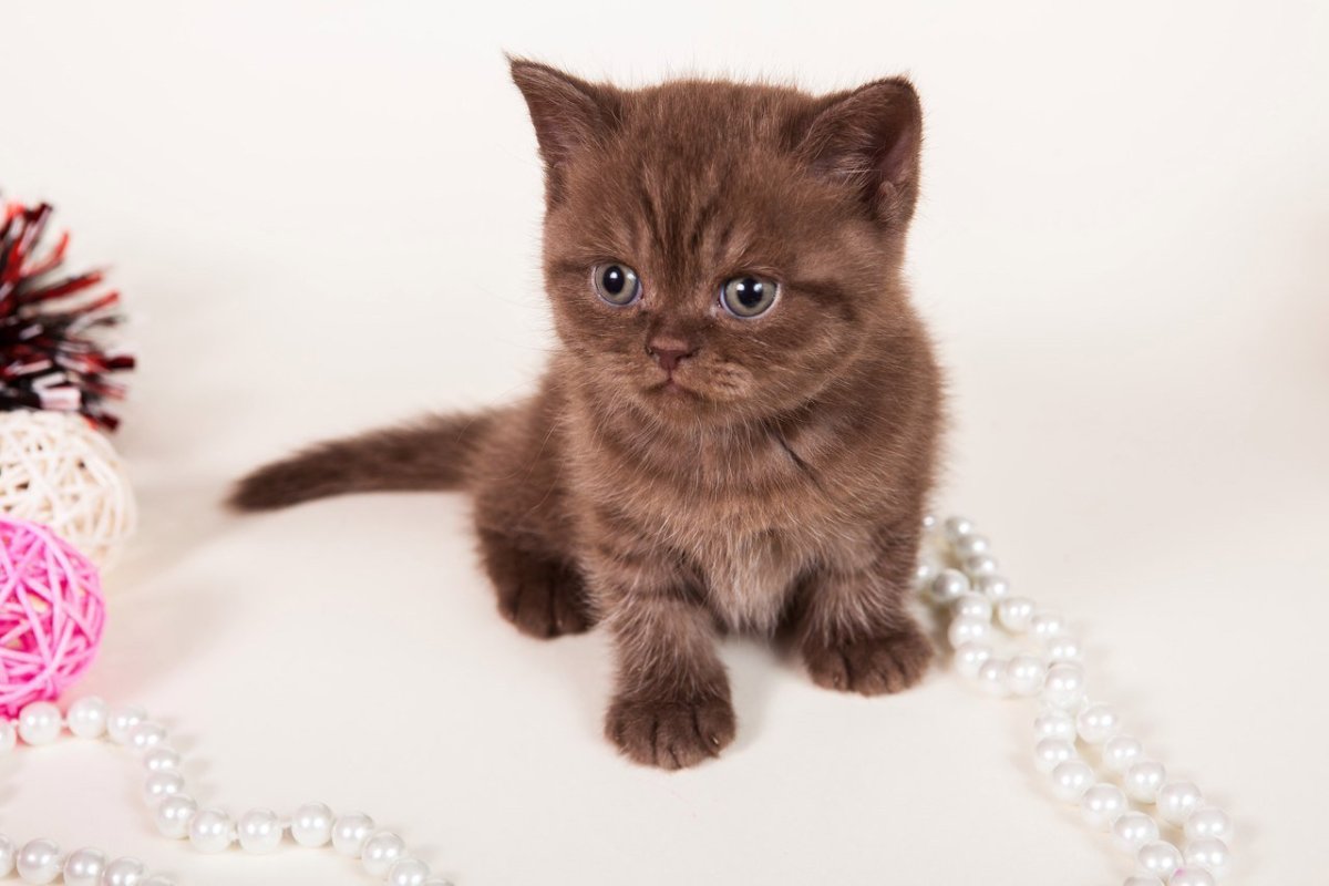 Коричневый кот