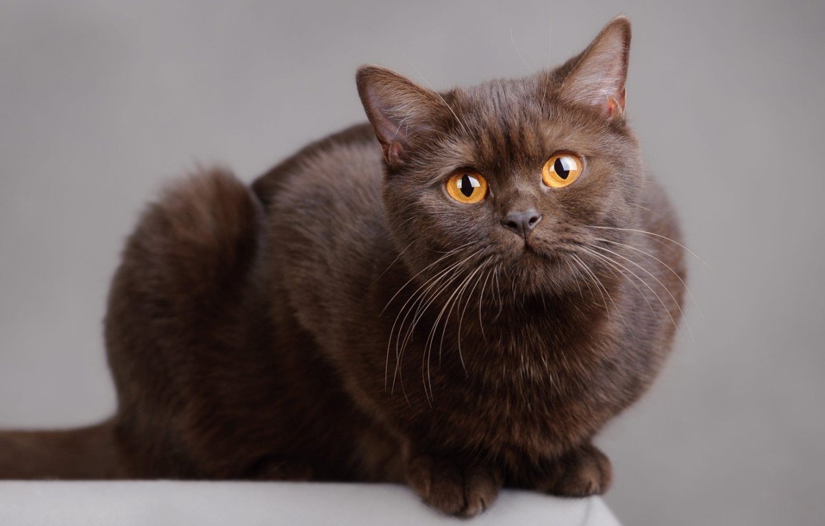 Кот шоколадного окраса