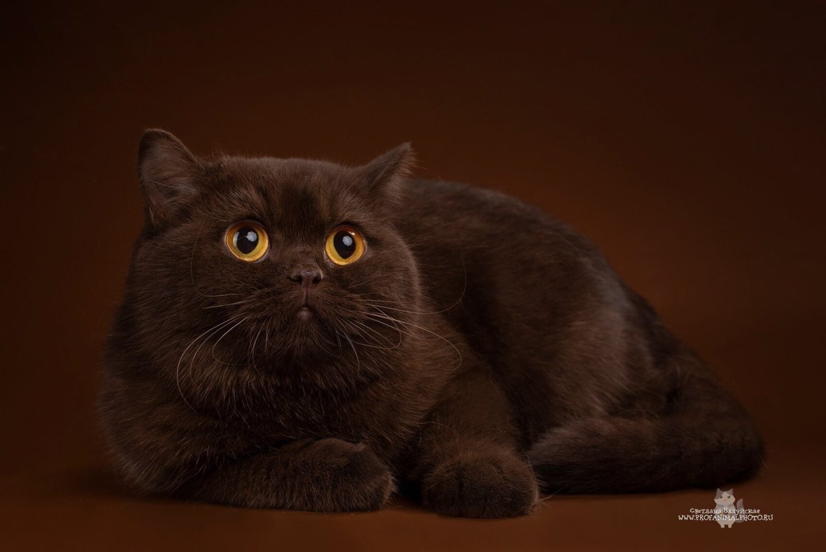 Шоколадный британец кот