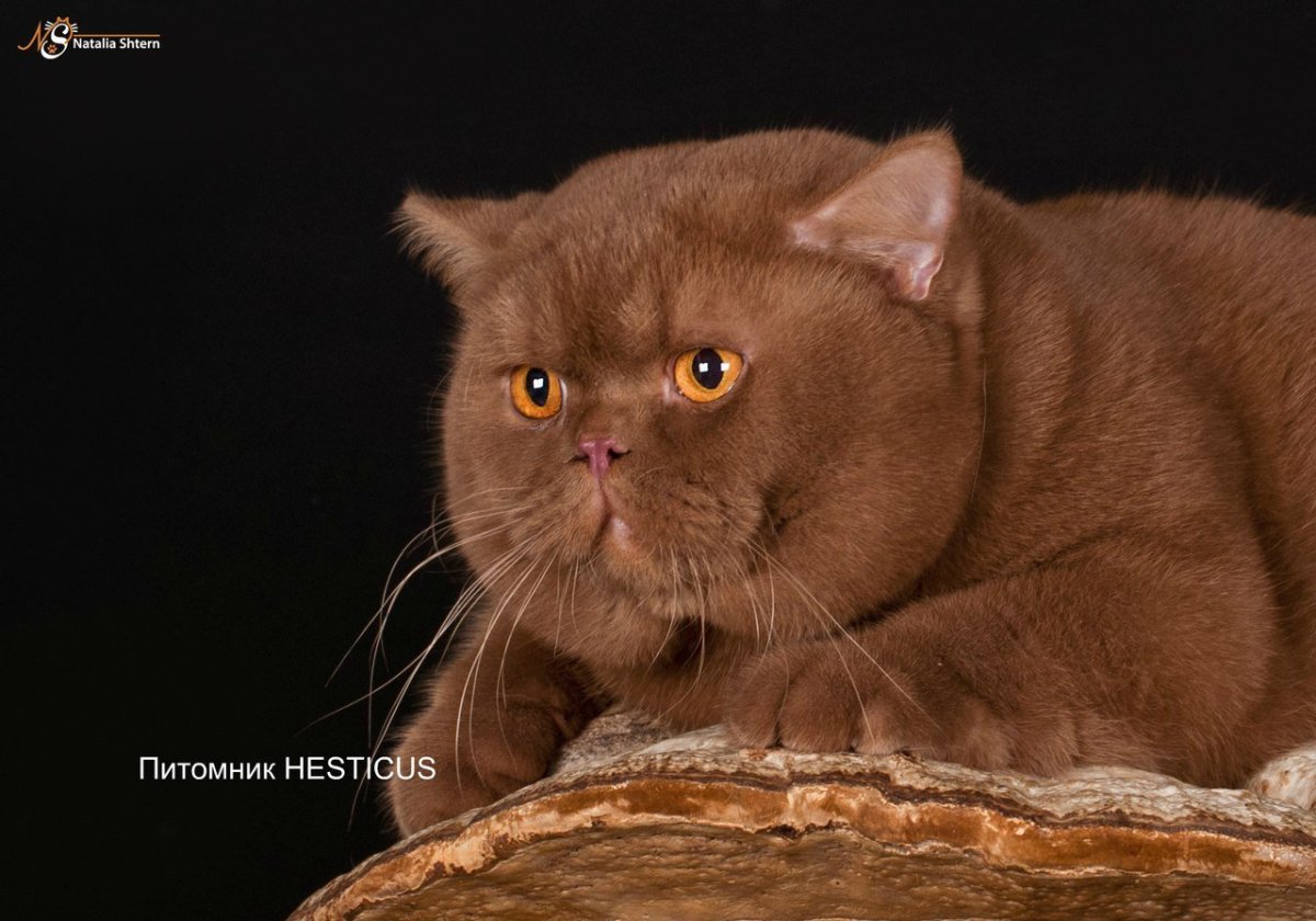 Коричневый кот с голубыми глазами