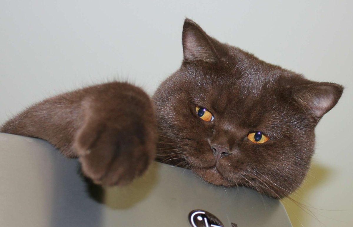 Британские котята шоколад
