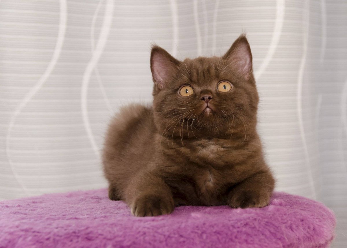 Коричневый котик