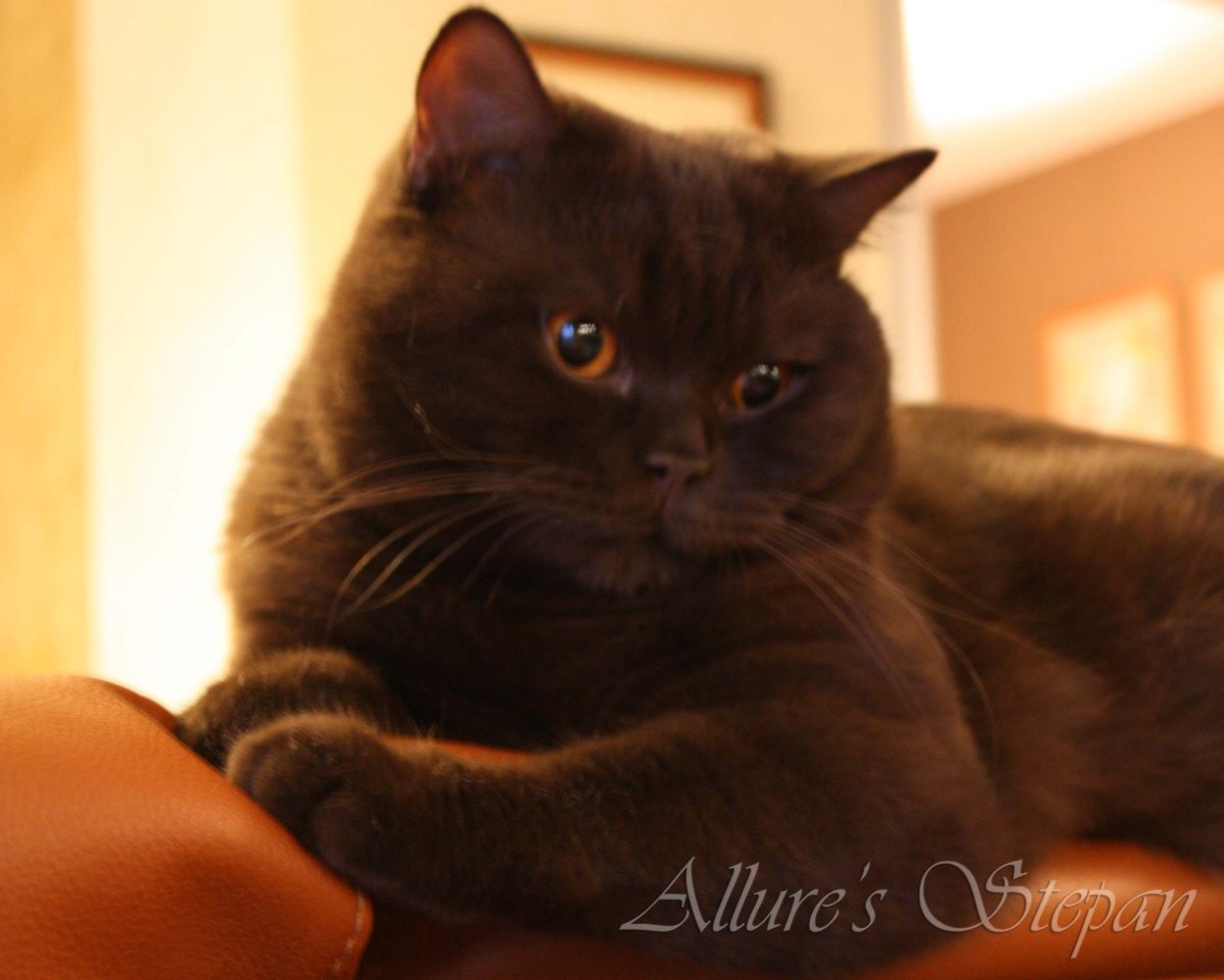 Шоколадный британец кот