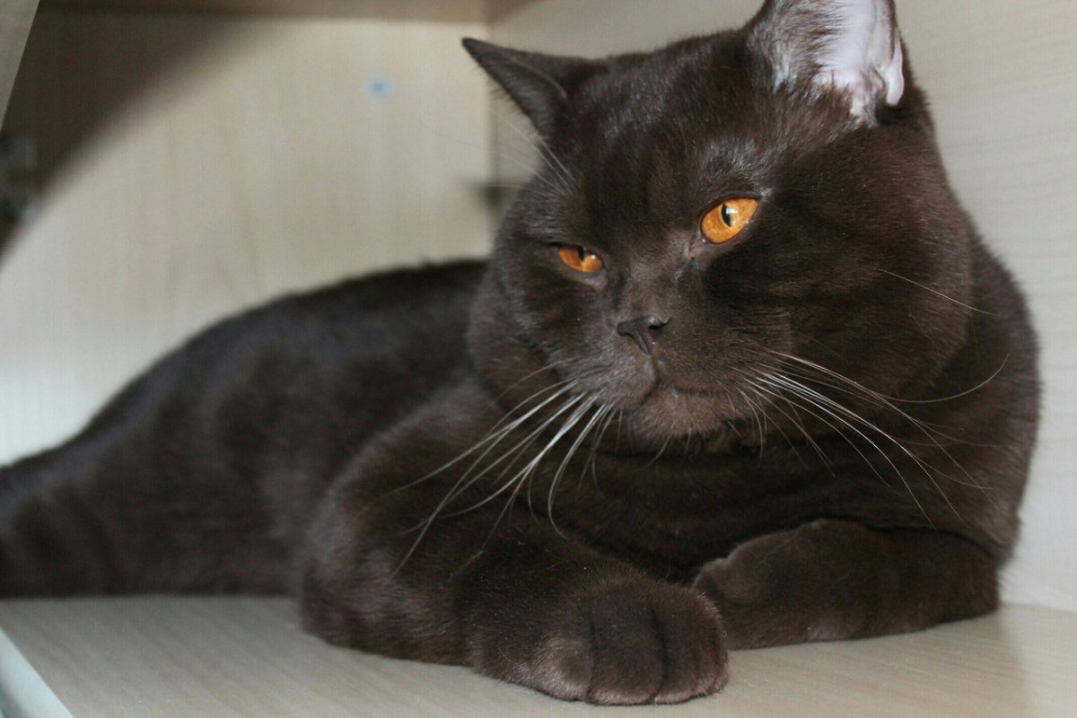 Йоркская шоколадная кошка короткошерстная