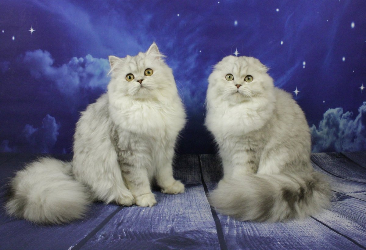 Шотландская кошка хайленд страйт