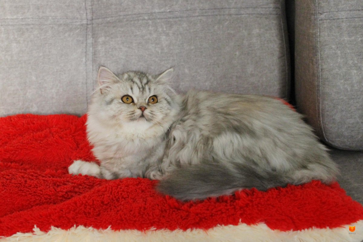 Шотландский котенок хайленд страйт вислоухий