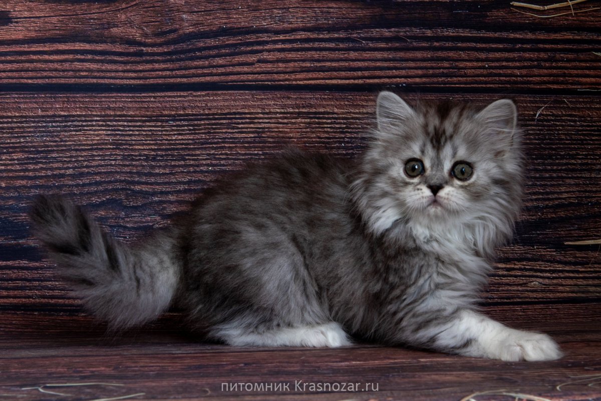 Шотландские котята хайленд страйт