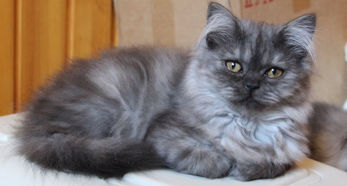 Хайленд страйт котята