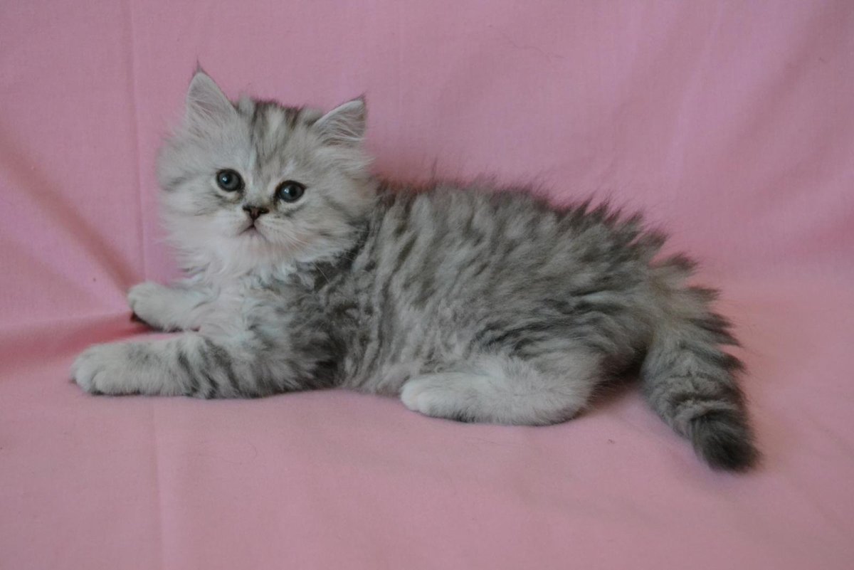 Пушистые Шотландские кошки прямоухие