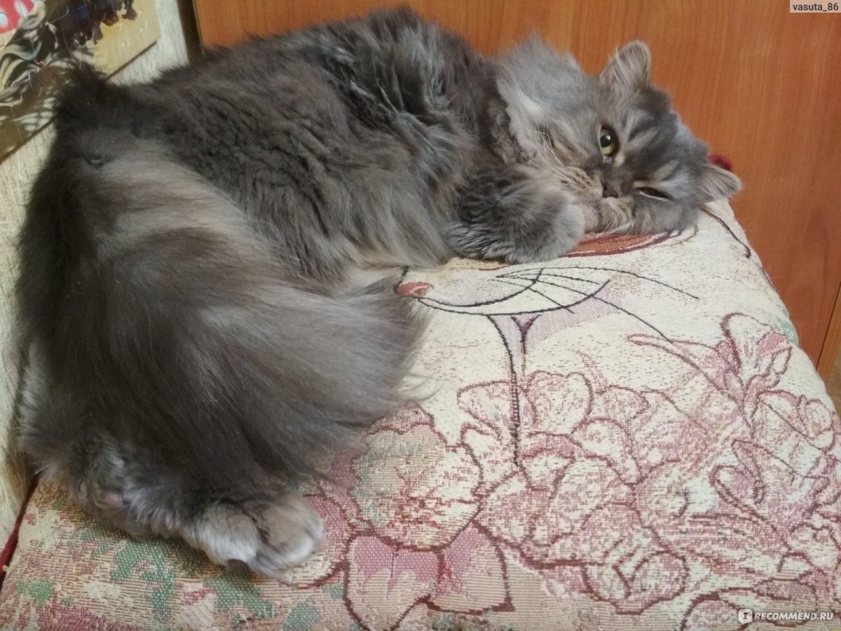 Британская хайленд шиншилла