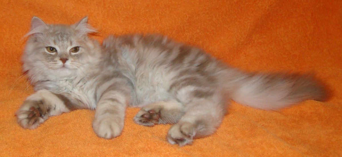 Британский хайленд страйт