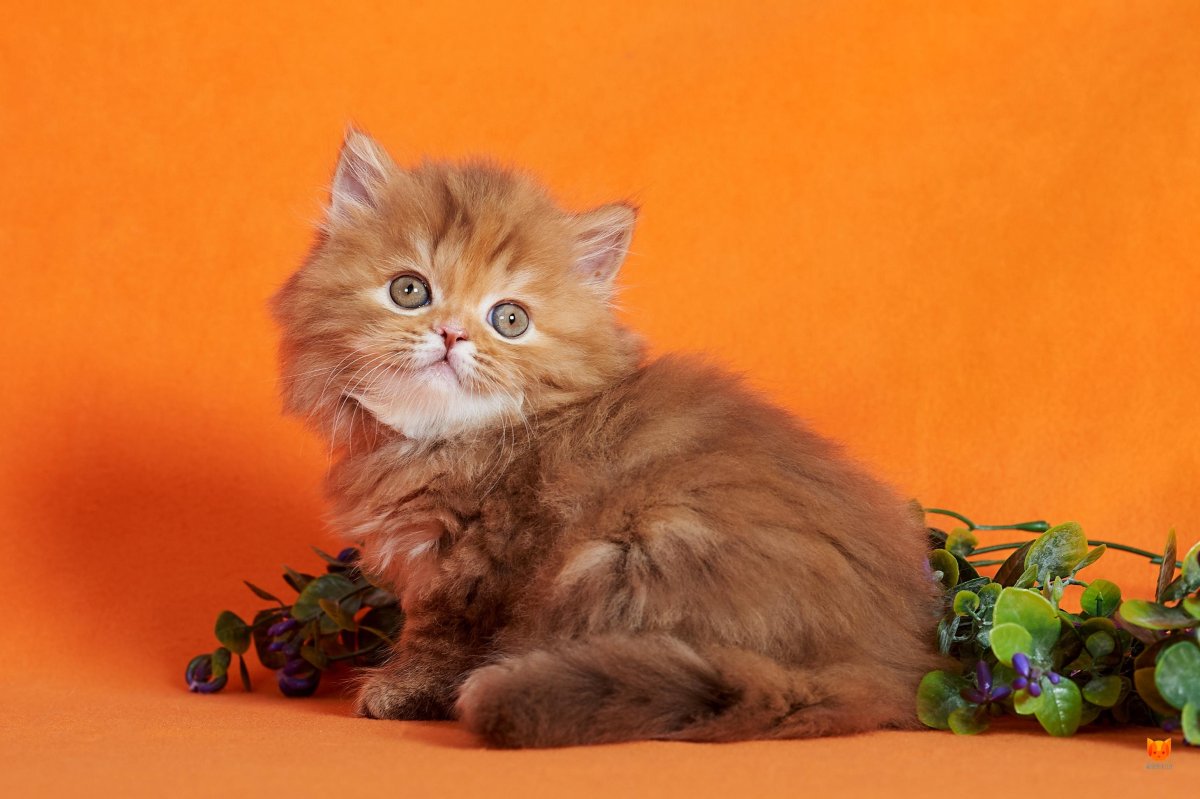 Хайленд страйт черепаховый