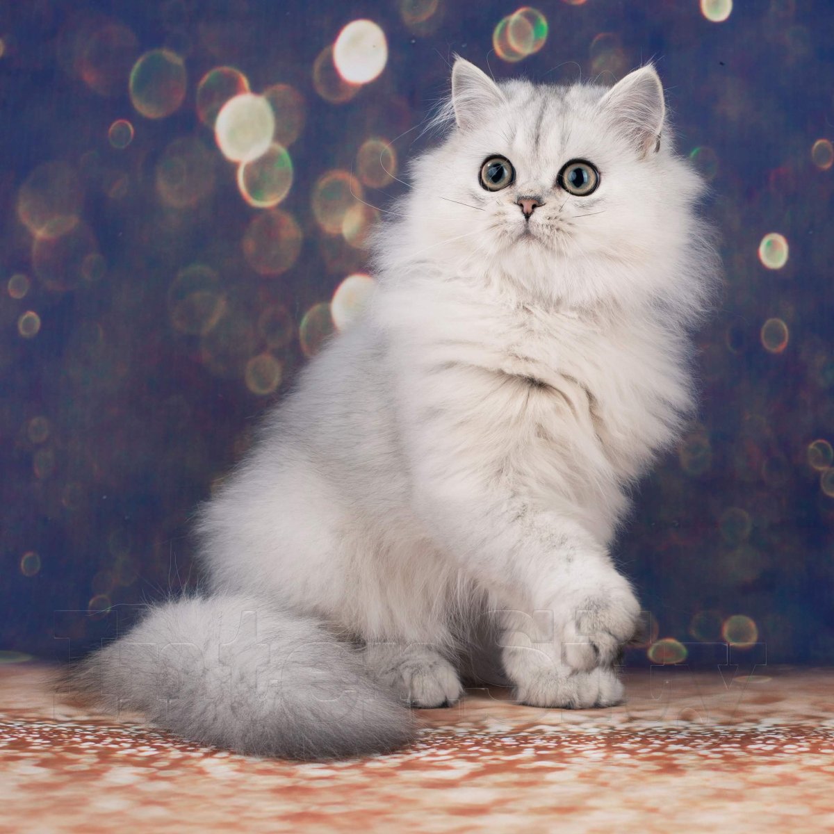 Шотландская прямоухая длинношерстная хайленд-страйт