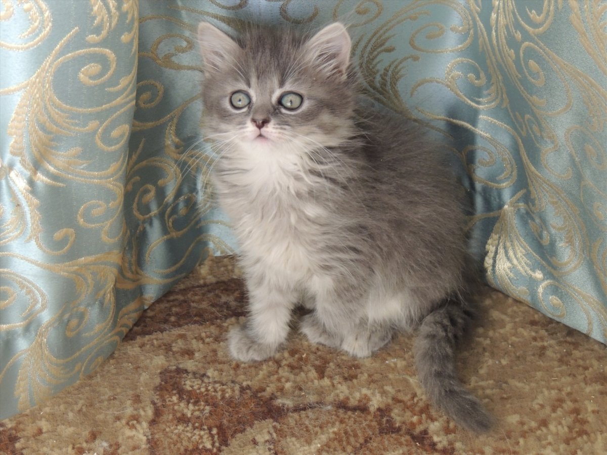 Шотландский хайленд страйт