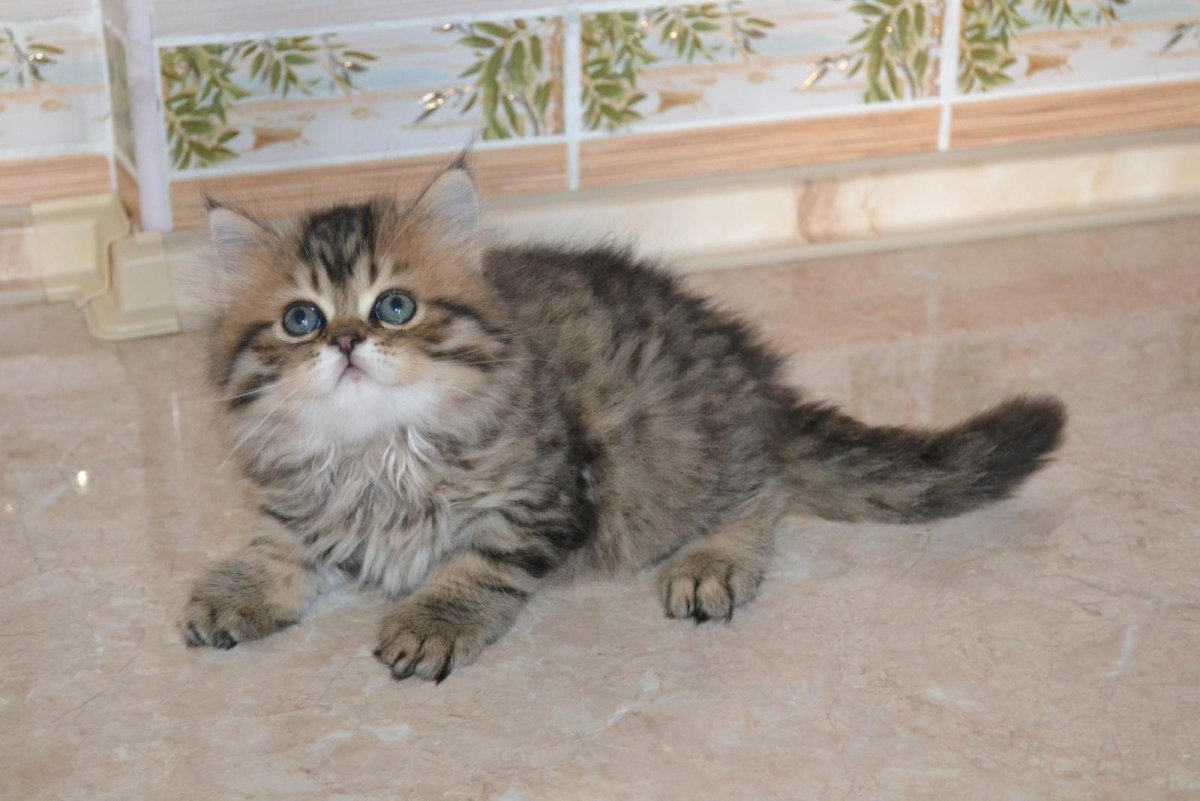 Шотландский хайленд страйт