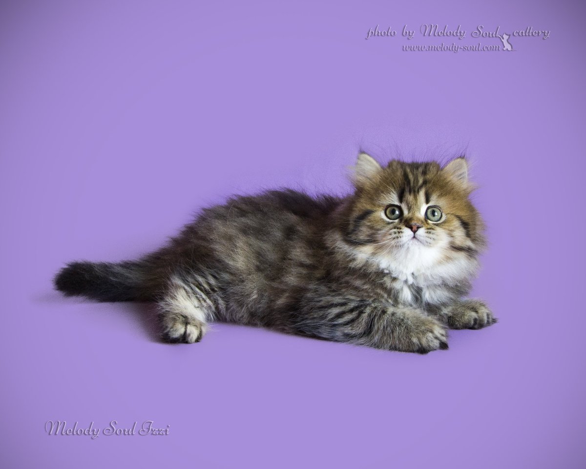 Хайленд страйт шиншилла