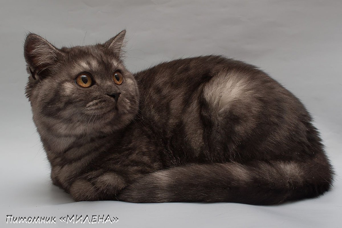 Скоттиш-фолд Шотландская вислоухая длинношерстная кошка