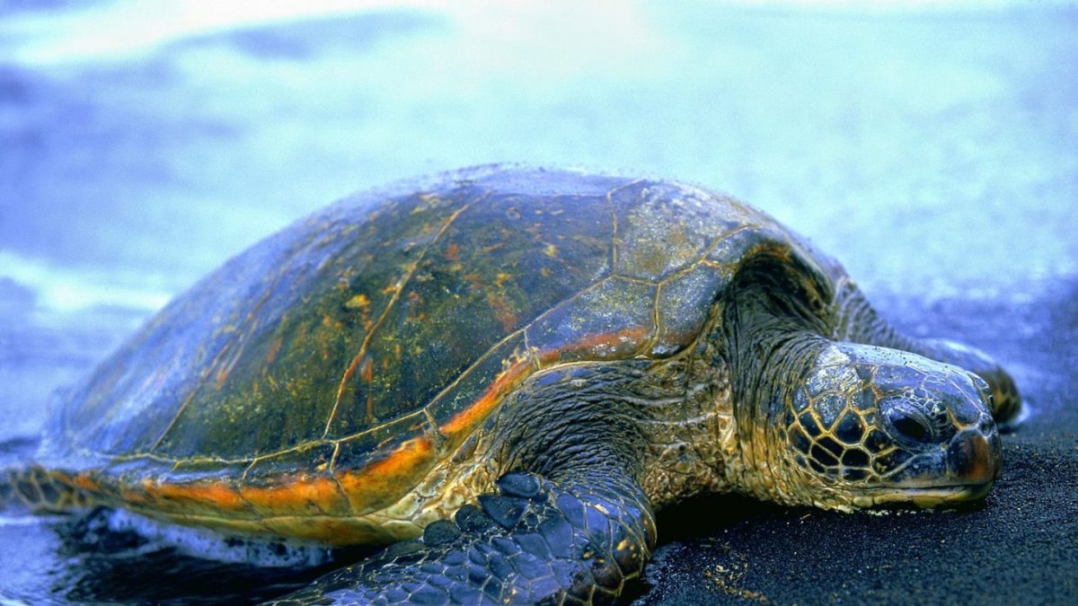 Морская черепаха