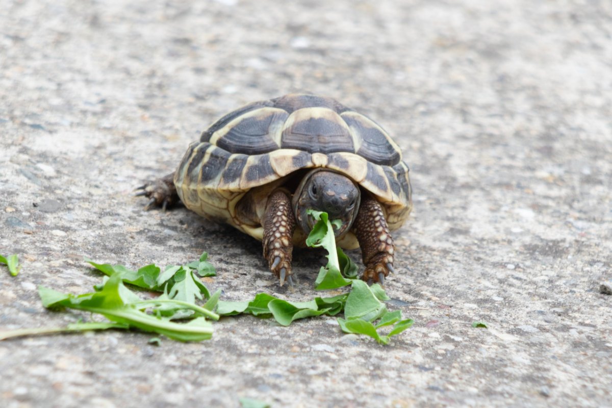 Рандомные обои на рабочий стол