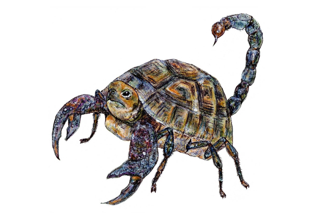 Море черепаха