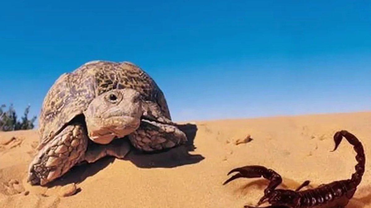 Черепаха и Скорпион узбекская сказка