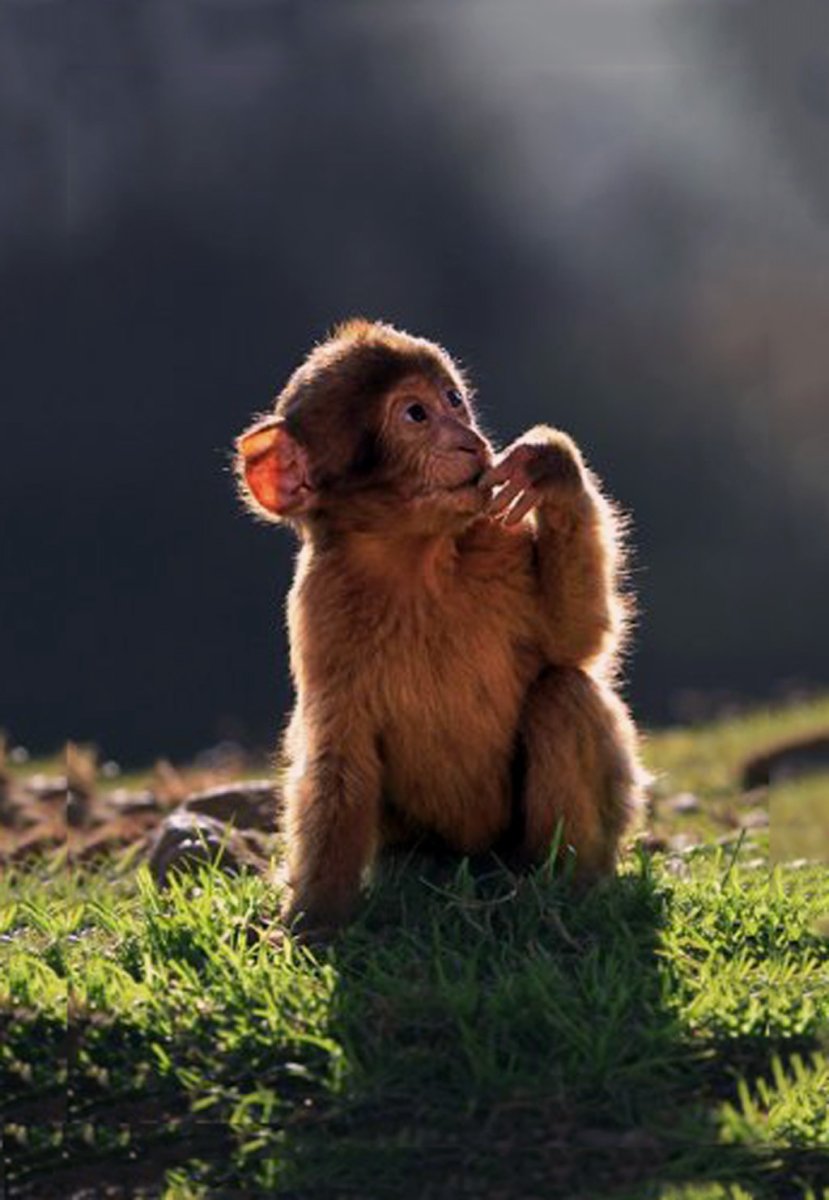 Обезьянки в природе