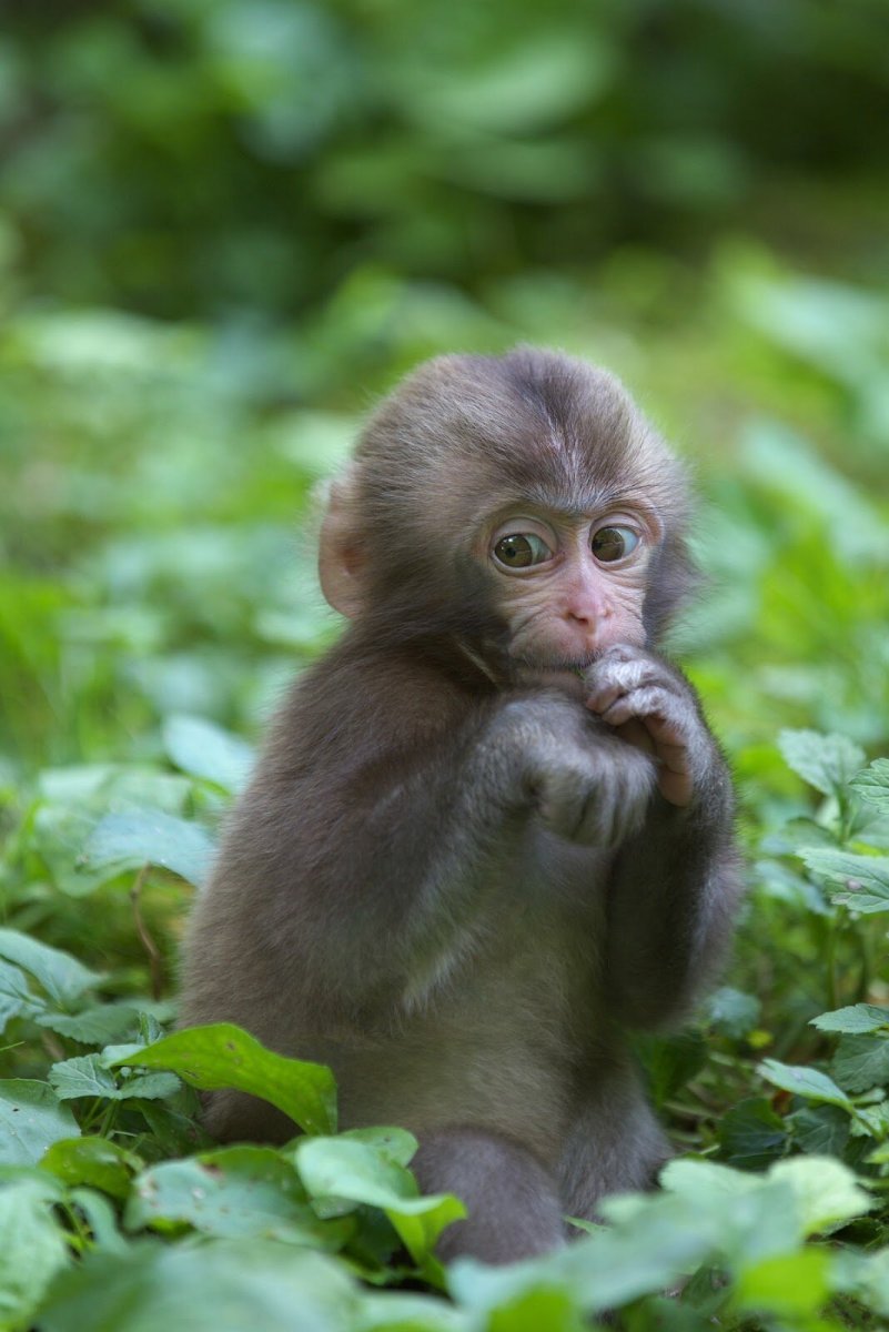 Кунац меймун