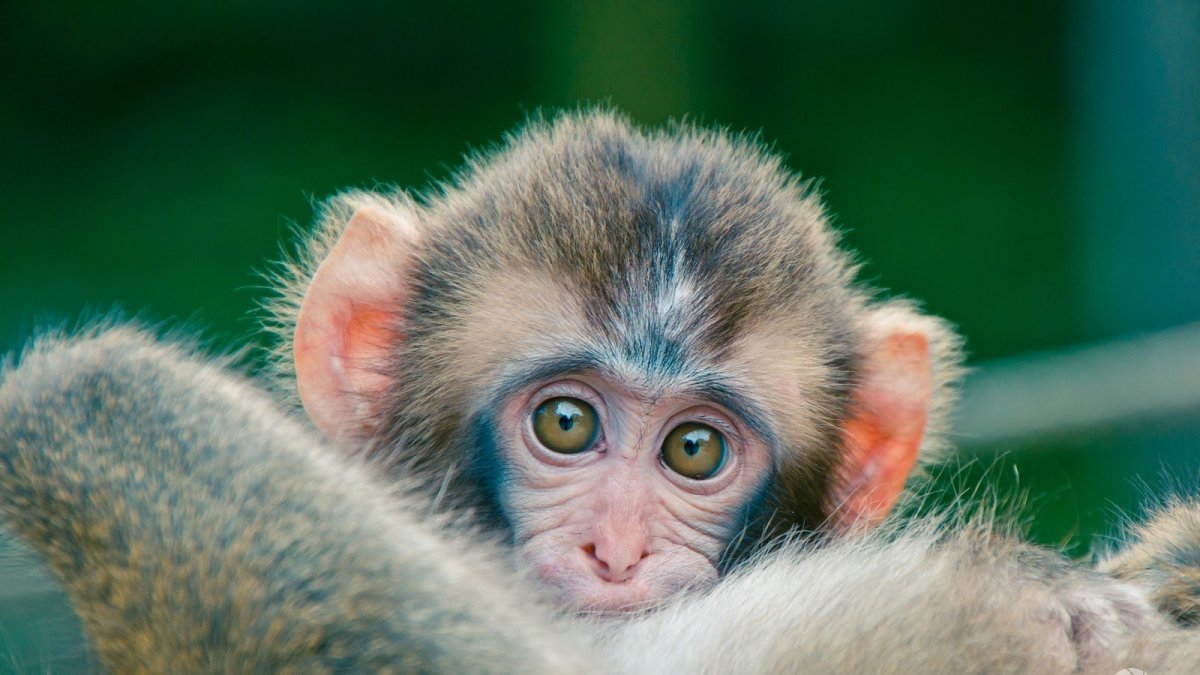 Милая мартышка