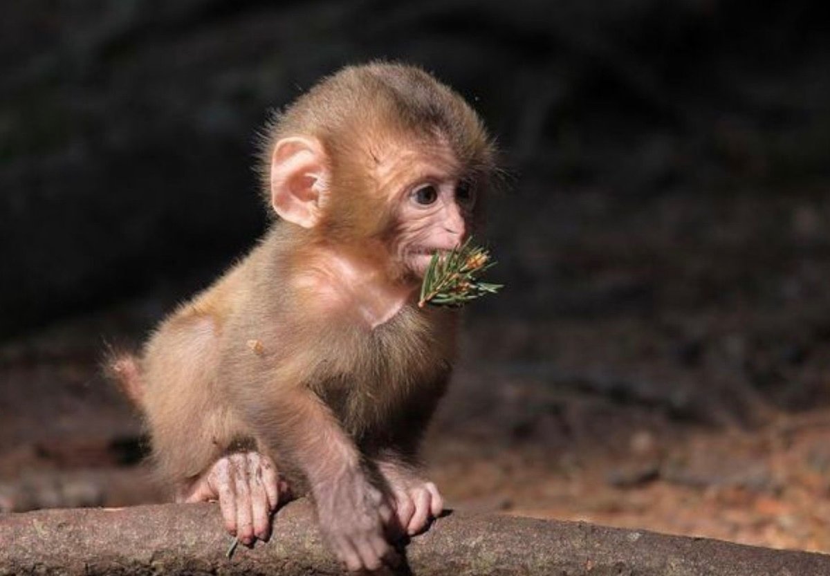 Смешные обезьянки