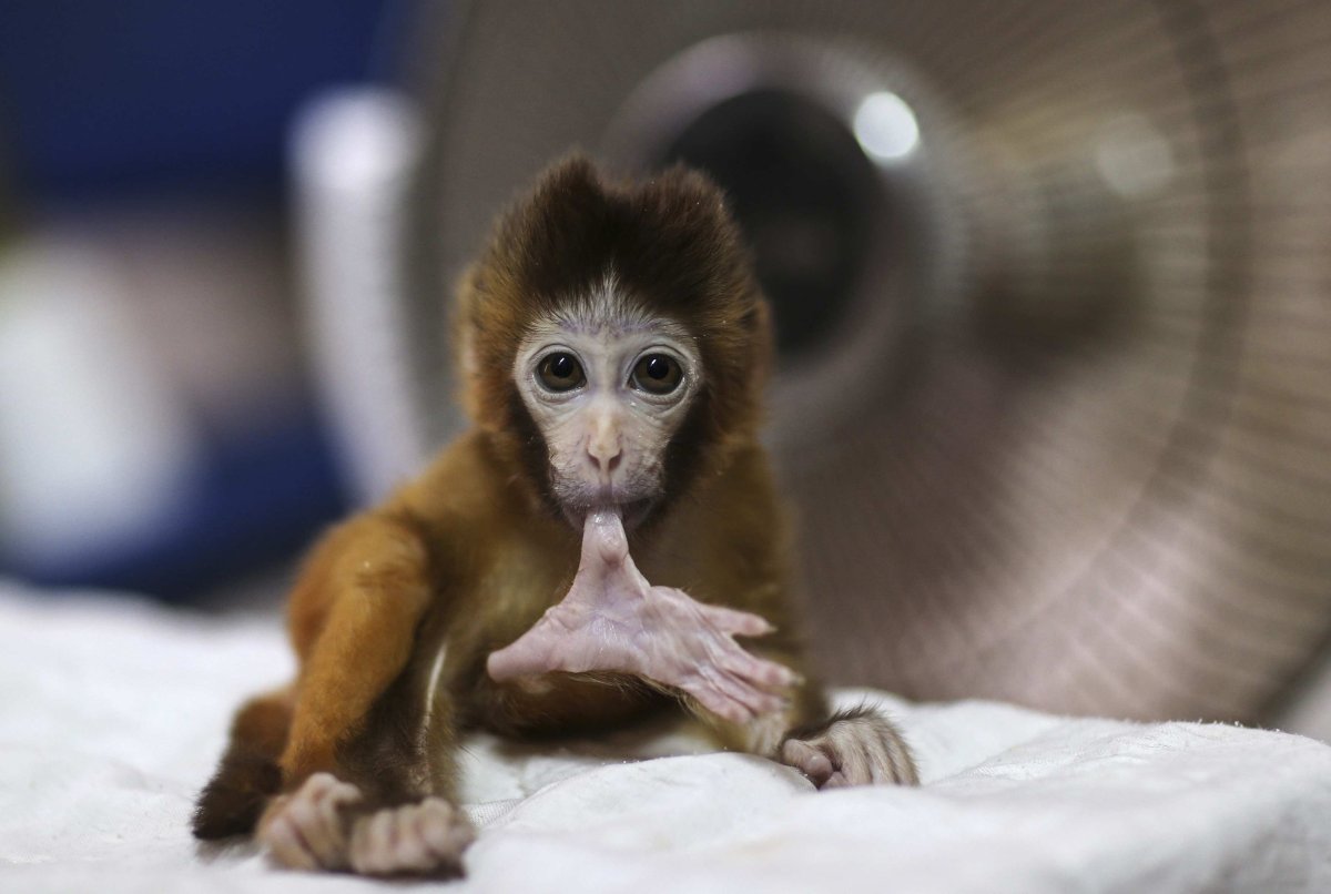 Самая красивая обезьянка в мире