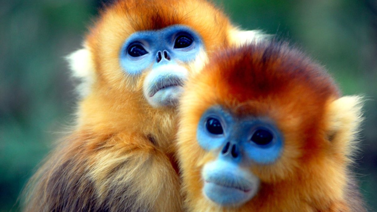 Обезьяна Рокселланов ринопитек