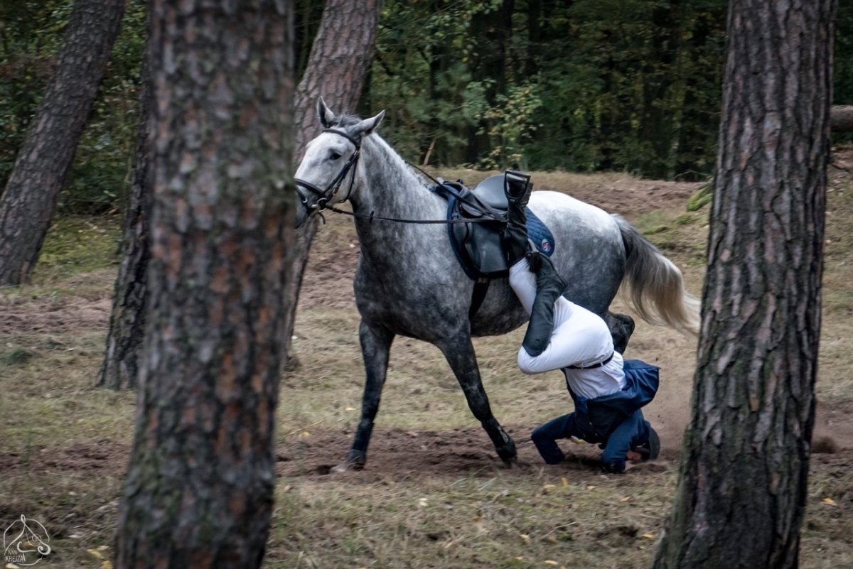 Лошадь, плесень, чистокровный араб