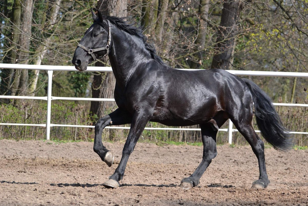 Камполина лошадь