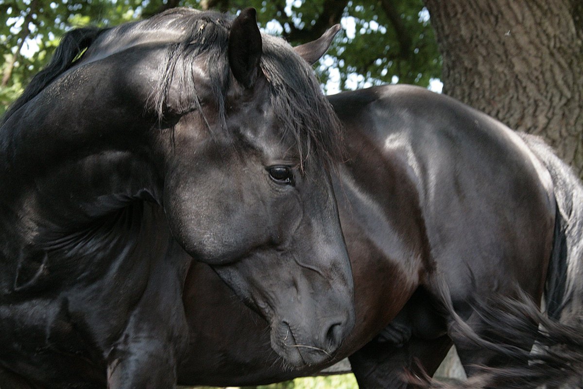 Лошадь породы Орловский рысак белый