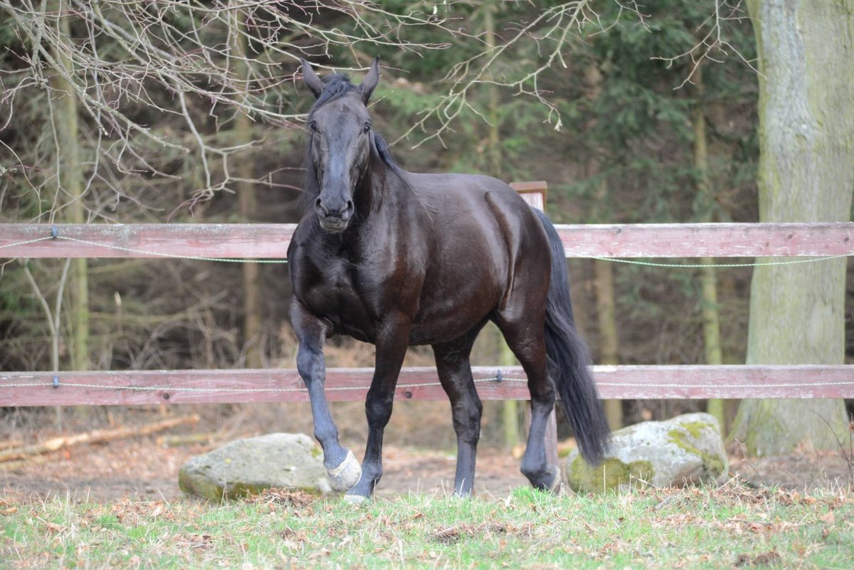Русская верховая лошадь Вороная