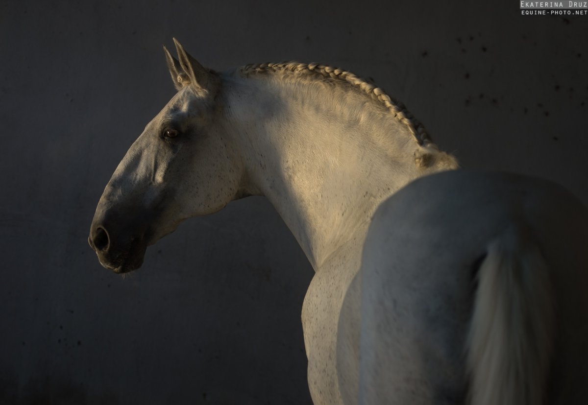 Фризская кобыла Breyer