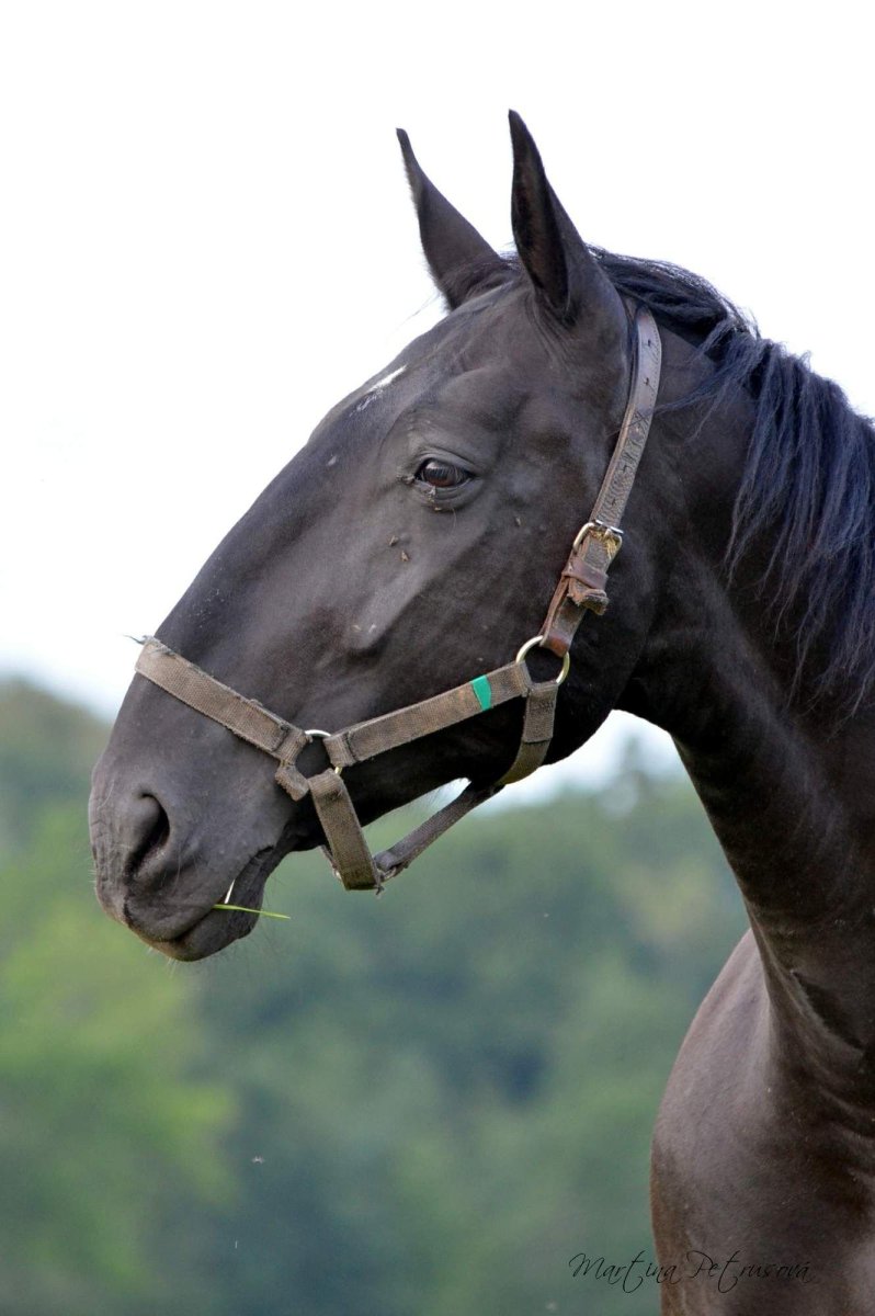 Фризская лошадь