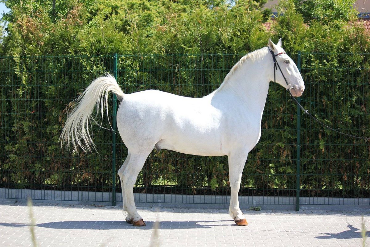 Лицо лошади