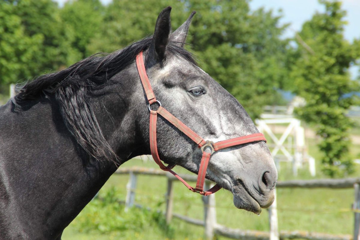 Кладрубская порода лошадей фото