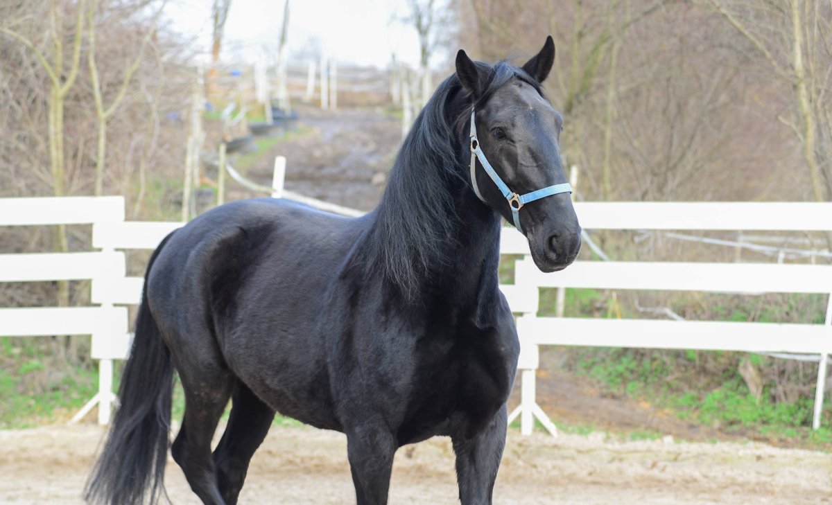 Домашняя лошадь красивая с гривой