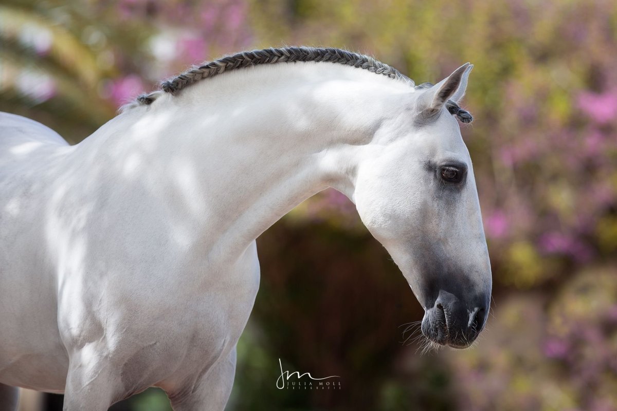 Андалузская лошадь морда