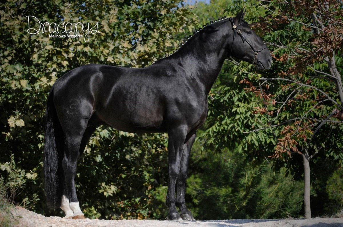 Кладрубская лошадь